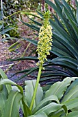 EUCOMIS POLE-EVANSII