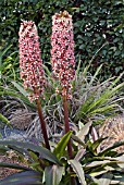 EUCOMIS POLE-EVANSII PURPUREA