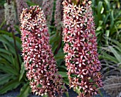 EUCOMIS POLE-EVANSII PURPUREA