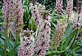 EUCOMIS COMOSA SPARKLING BURGUNDY