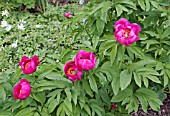 PAEONIA OFFICINALIS IN A SPRING GARDEN