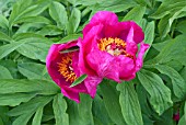 PAEONIA OFFICINALIS