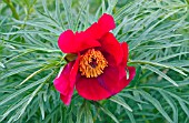 PAEONIA TENUIFOLIA FLOWER