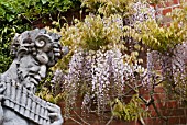 WISTERIA FLORIBUNDA KUCHI BENI WITH STATUE AT WISLEY