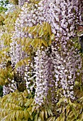 WISTERIA FLORIBUNDA KUCHI BENI