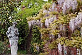 WISTERIA FLORIBUNDA KUCHI BENI WITH PAN STATUE AT RHS GARDEN, WISLEY