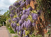 WISTERIA FLORIBUNDA YAE KOKURYU AT THE RHS GARDEN, WISLEY