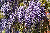 WISTERIA FLORIBUNDA YAE KOKURYU