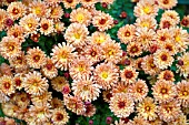 CHRYSANTHEMUM PETERKIN