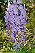 WISTERIA SINENSIS PROLIFIC