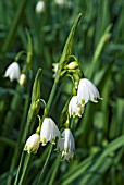 LEUCOJUM AESTIVUM GRAVETYE GIANT