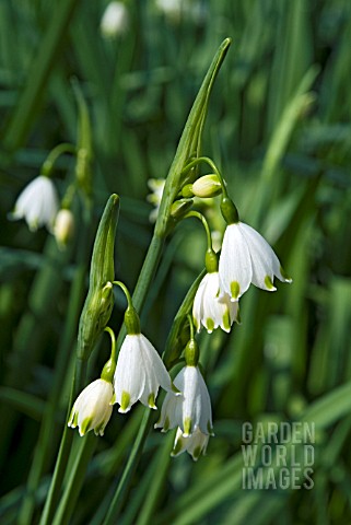 LEUCOJUM_AESTIVUM_GRAVETYE_GIANT