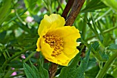 PAEONIA LUDLOWII SYN P. DELAVAYI VAR. DELAVAYI F. LUTEA