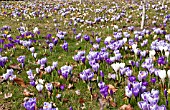 DUTCH CROCUS IN GRASS