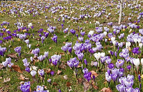 DUTCH_CROCUS_IN_GRASS