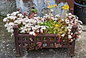 OLD FIREGRATE PLANTED WITH SUCCULENTS