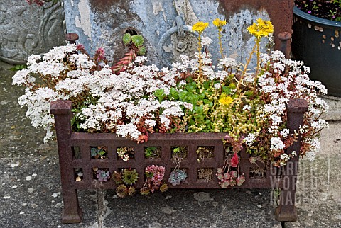 OLD_FIREGRATE_PLANTED_WITH_SUCCULENTS
