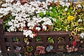 OLD FIREGRATE PLANTED WITH SUCCULENTS