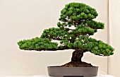 BONSAI PINUS PARVIFLORA