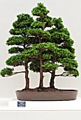 BONSAI CHAMAECYPARIS OBTUSA HINOKY CYPRESS