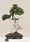 BONSAI JUNIPERUS RIGIDA, NEEDLE JUNIPER