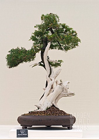 BONSAI_JUNIPERUS_RIGIDA_NEEDLE_JUNIPER