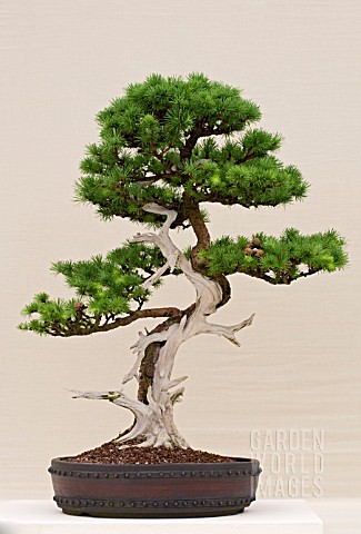 BONSAI_LARIX_LEPTOLEPIS_JAPANESE_LARCH