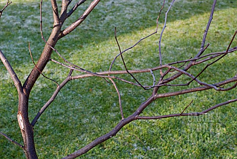 WINTER_PRUNING_SERIES_ON__A_YOUNG_TREE__1_CONGESTED_STEMS