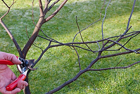 PRUNING_CONGESTED_STEMS_ON_A_YOUNG_TREE_SERIES_2_CUTTING_THE_FIRST_CROSSING_STEM