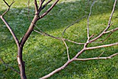 WINTER PRUNING CONGESTED TREE SERIES, 3, FIRST BRANCH REMOVED