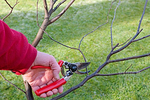 WINTER_PRUNING_CONGESTED_STEMS_4_FINAL_BRANCHES_BEING_REMOVED