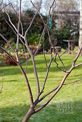 PRUNING_A_YOUNG_CERCIS_TREE_1_CONGESTED_BRANCHES_BEFORE_PRUNING