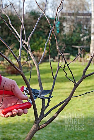 PRUNING_A_YOUNG_CERCIS_TREE_2_SELECTING_THE_FIRST_CUT