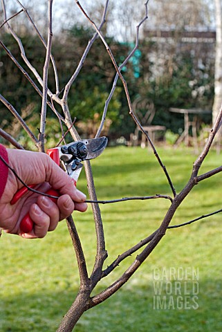 PRUNING_A_YOUNG_CERCIS_TREE_3_REMOVING_MORE_CROSSING_STEMS