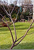 PRUNING A YOUNG CERCIS TREE, 4 FINISHED TASK