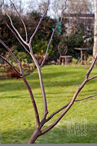 PRUNING_A_YOUNG_CERCIS_TREE_4_FINISHED_TASK