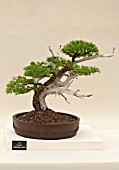 BONSAI LARIX DECIDUA