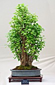 BONSAI GINKGO BILOBA, CANDLE FLAME STYLE