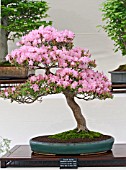 BONSAI SATSUKI AZALEA, RHODODENDRON LATERIFIUS UPRIGHT STYLE 1965