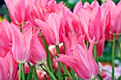 TULIPA MARIETTE