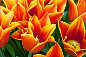 TULIPA ROYAL DESIGN