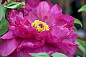 PAEONIA SUFFRUTICOSA CARDINAL VAUGHAN