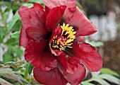 PAEONIA SUFFRUTICOSA BLACK PIRATE