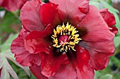 PAEONIA SUFFRUTICOSA BLACK PIRATE