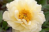 PAEONIA SUFFRUTICOSA HIGH NOON