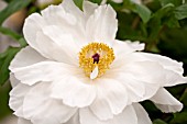 PAEONIA SUFFRUTICOSA SHIMANE HAKUGAN