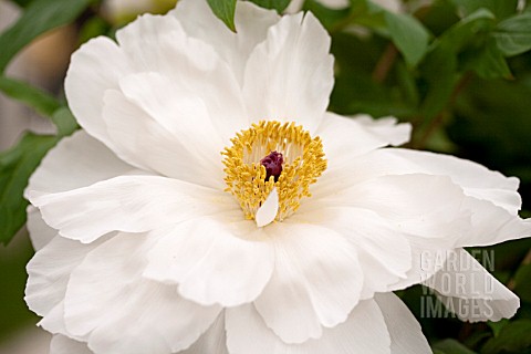 PAEONIA_SUFFRUTICOSA_SHIMANE_HAKUGAN