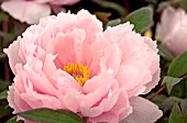 PAEONIA SUFFRUTICOSA YACHIGO TSUBAKI