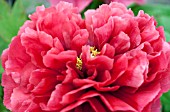 PAEONIA SUFFRUTICOSA DUCHESS OF KENT