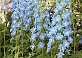 DELPHINIUM PERICLES